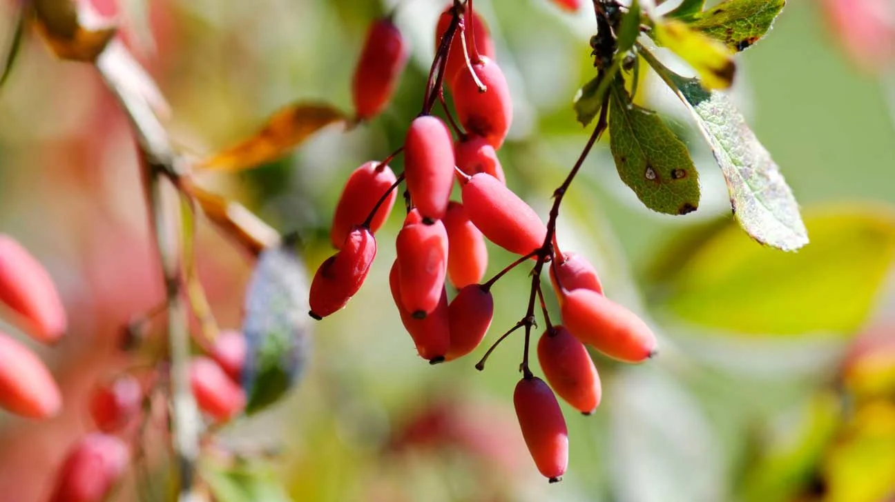 Berberis Aristata